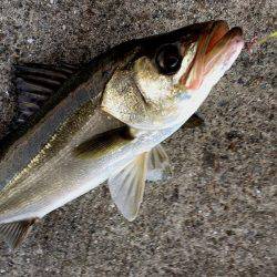 甲子園浜 夕マズメ 40cm